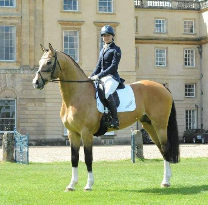 Legrande - Buckskin Stallions